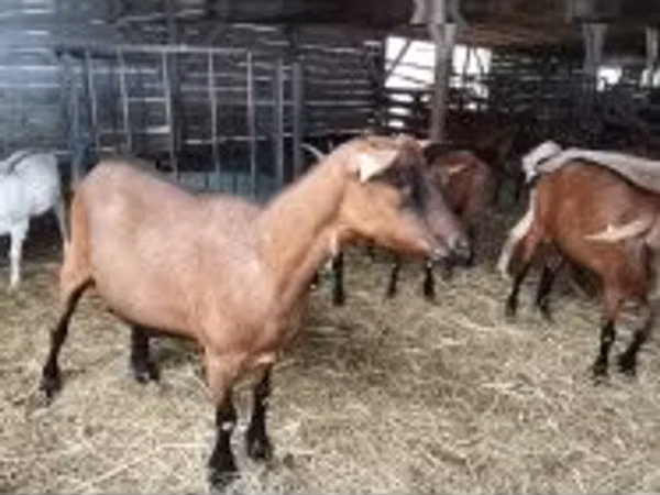 Koza, Alpine goat — Maďarsko