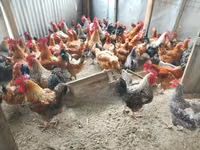 găini Shamo — foto 2