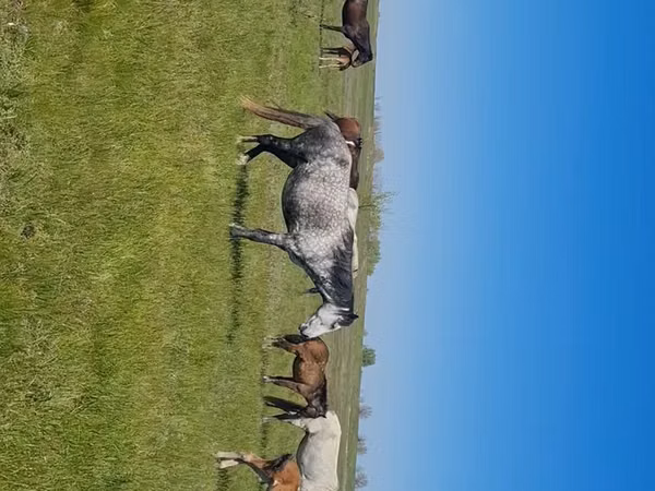 Mare, Kazakh horse