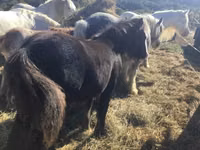 اسب نر, Gypsy horse — عکس 3