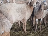 میش, گوسفند — عکس 4