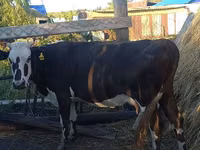 গাভী, Latvian Blue cattle — ছবি 3