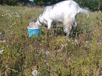 Kambing betina, Goats — foto 1