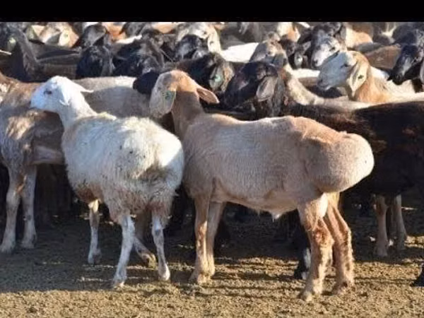 Ram, Sheep