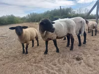 Sheep, White Suffolk sheep — photo 3