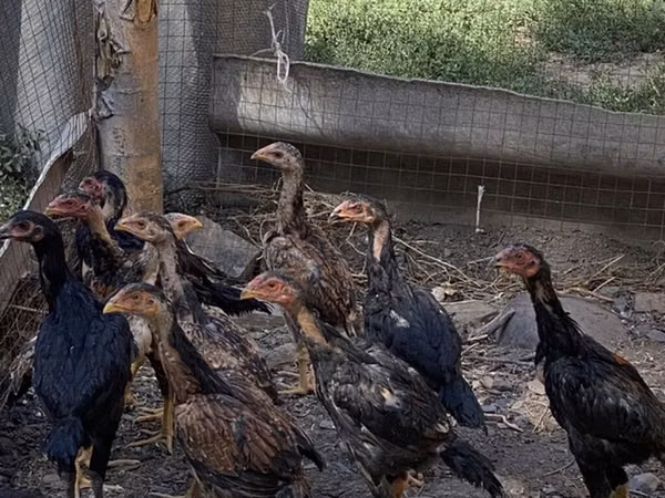 Chickens — Kyrgyzstan