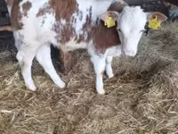 Bulle, Simmental cattle — Foto 2