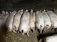 Babi betina — foto 2