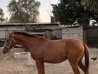Hengst, Kazakh horse — Foto 2