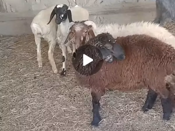 قوچ, گوسفند