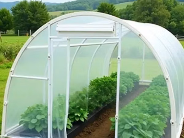 Vegetable Plan for Green Polythene