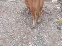 Vaca, Bovinos — foto 5
