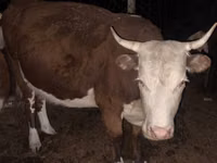 Cow, Latvian Blue cattle — photo 3