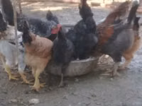 Chickens — عکس 1