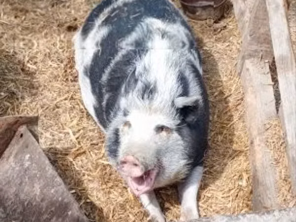 Sow, Pigs — Hungary