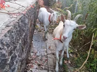 Goat, Goats — photo 1