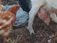 بز نر, Saanen goat — عکس 2