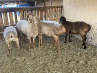 Domba jantan, Arashan sheep — foto 2