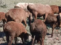 Sheep, Arashan sheep — photo 3