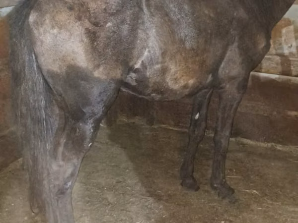 Horse (M), Horses — Kazakhstan