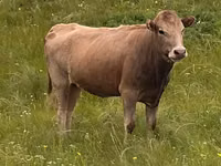 Cow, Simmental cattle — photo 5