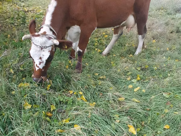 Корова, Simmental cattle