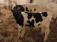 Бух, Russian Black pied cattle — 4 зураг