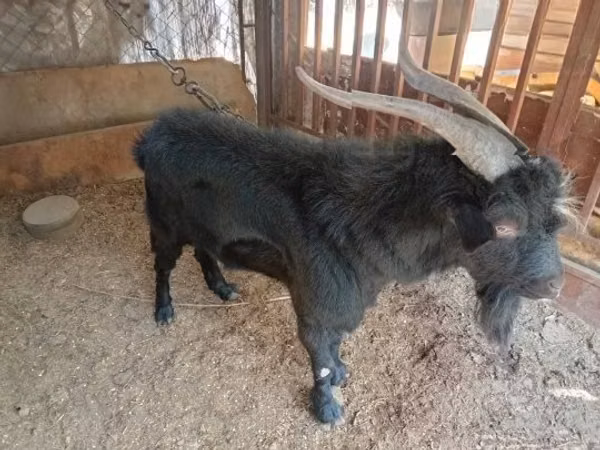 숫염소, Nubian Goat