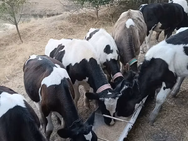 Bull, Russian Black pied cattle