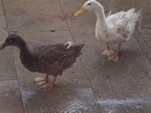 Ducks — Asarbajan