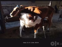 بقرة, Simmental cattle — الصورة 4