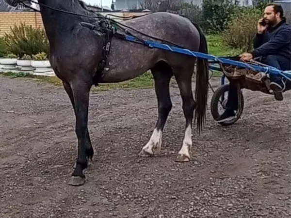 Horse (M), Orlov Trotter