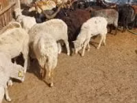 แกะตัวเมีย, Racka sheep — รูปภาพ 3