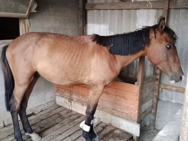 Horse (M), Horses — Kazakhstan