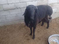 Kambing jantan, Sheep — foto 3