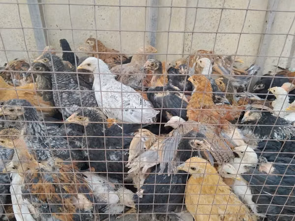 Chickens — Kirgistaan