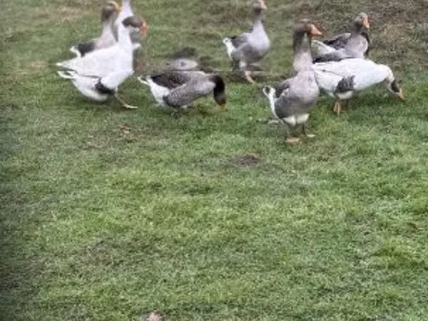 Geese