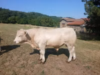 Bik, Charolais cattle — fotografija 5