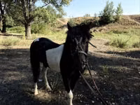 Atlar (parti, cinsiyet belirtilmedi), American shetland pony — foto 4
