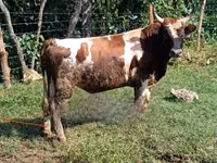 公牛, Cattle — 照片 2