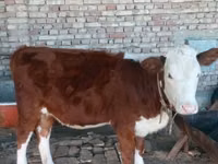 Cow, Simmental cattle — photo 4