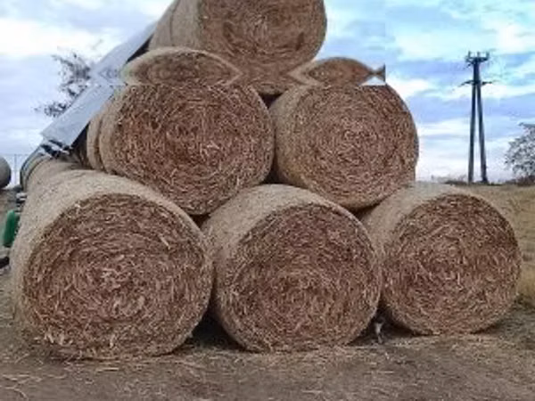 körbálás csutka