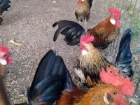Holandský bantam — foto 3