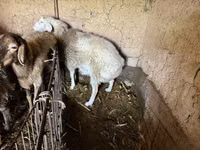 Ram, Arashan sheep — photo 3