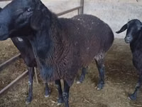 Ram, Hissar sheep — photo 5