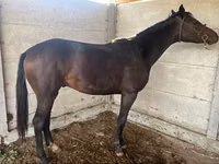 Модиён, Friesian sport horse — акс 1