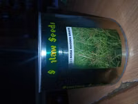 Katambora Rhodes Grass — foto 3