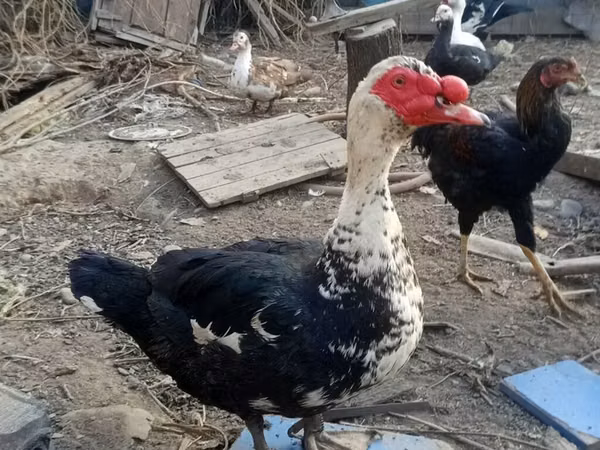 Domestic Muscovy