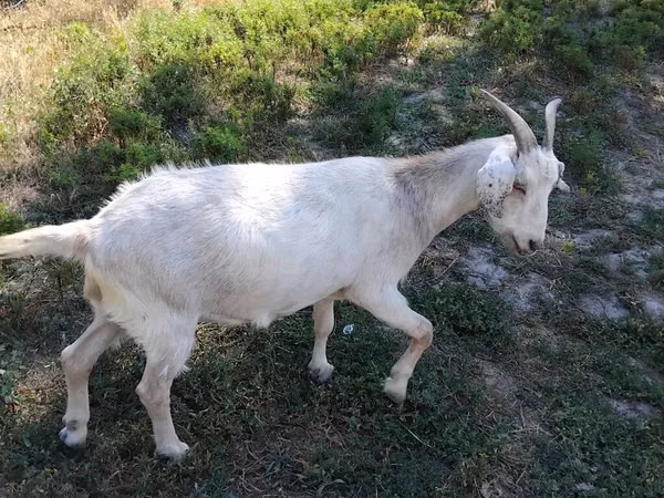 Capra, Capre — Kirghizistan