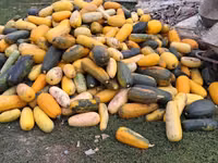 Продаю тыкву для животных — снимка 1